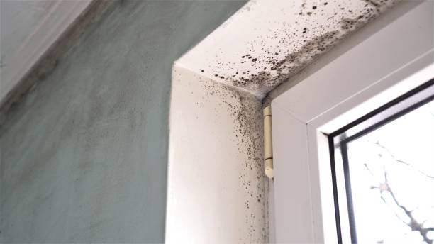Best Biohazard Mold Removal  in Turner, OR