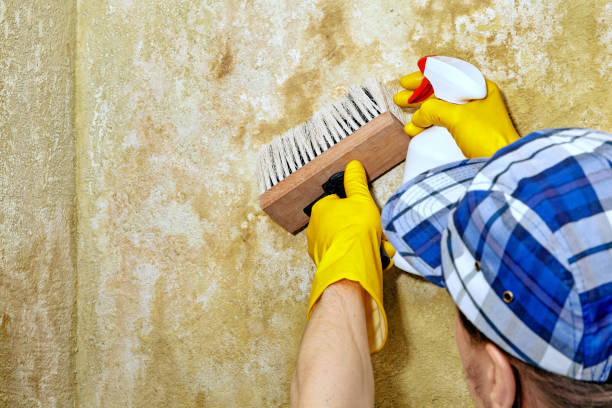Best Real Estate Mold Inspection  in Turner, OR