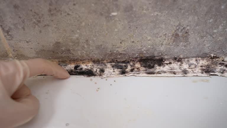 Best Comprehensive Air Testing for Mold Contaminants  in Turner, OR